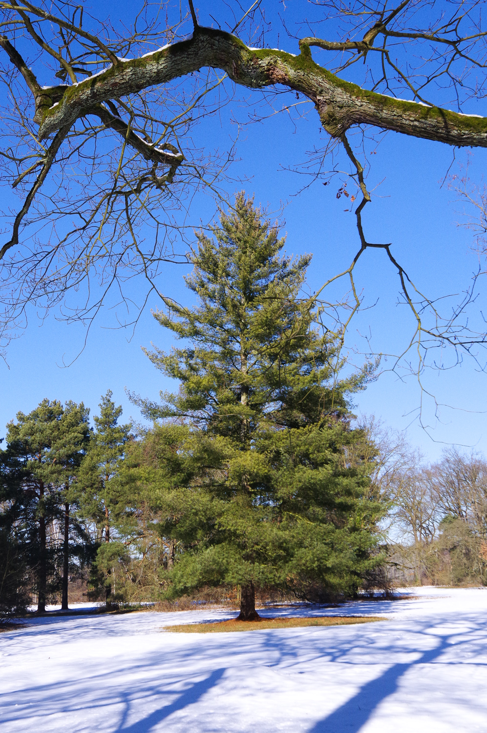 Pinus wallichiana