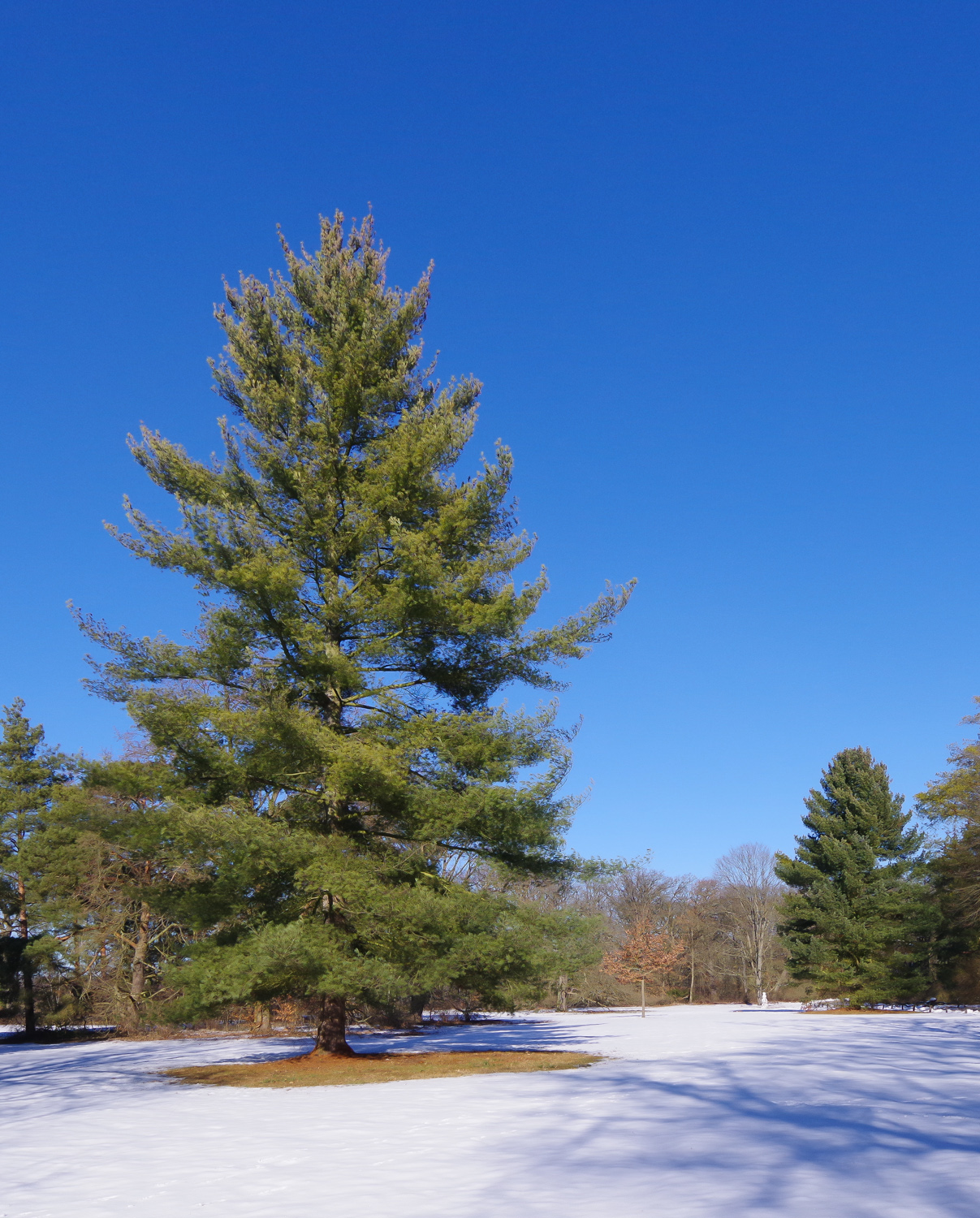Pinus wallichiana - Berlin, Pfaueninsel - Febr. 2025