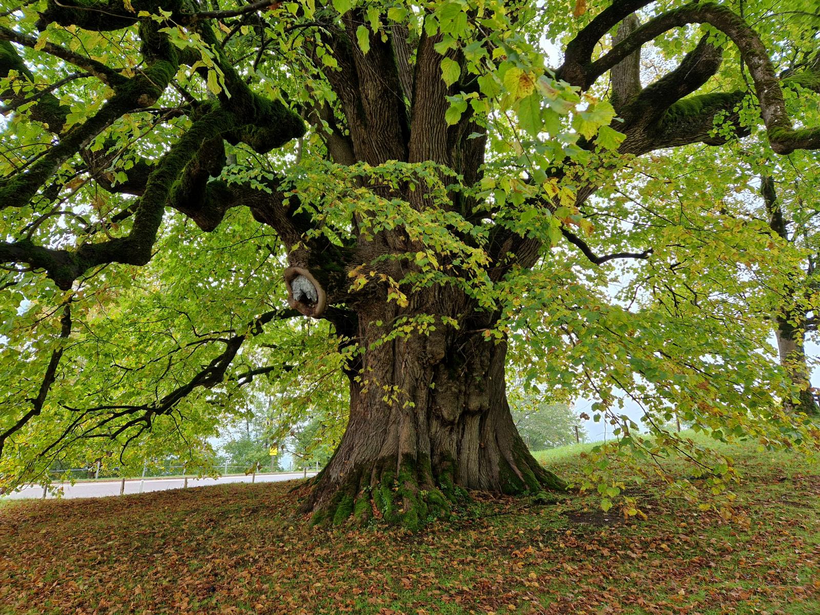 Die Hindenburglinde bei Ramsau in prächtiger Frühherbststimmung im Sept. 2022