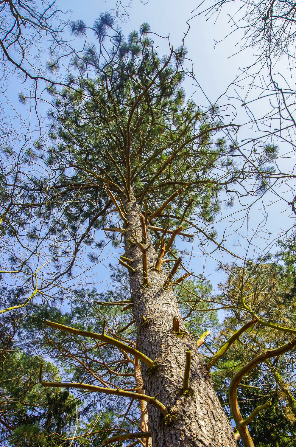 jeffreyi Pinus