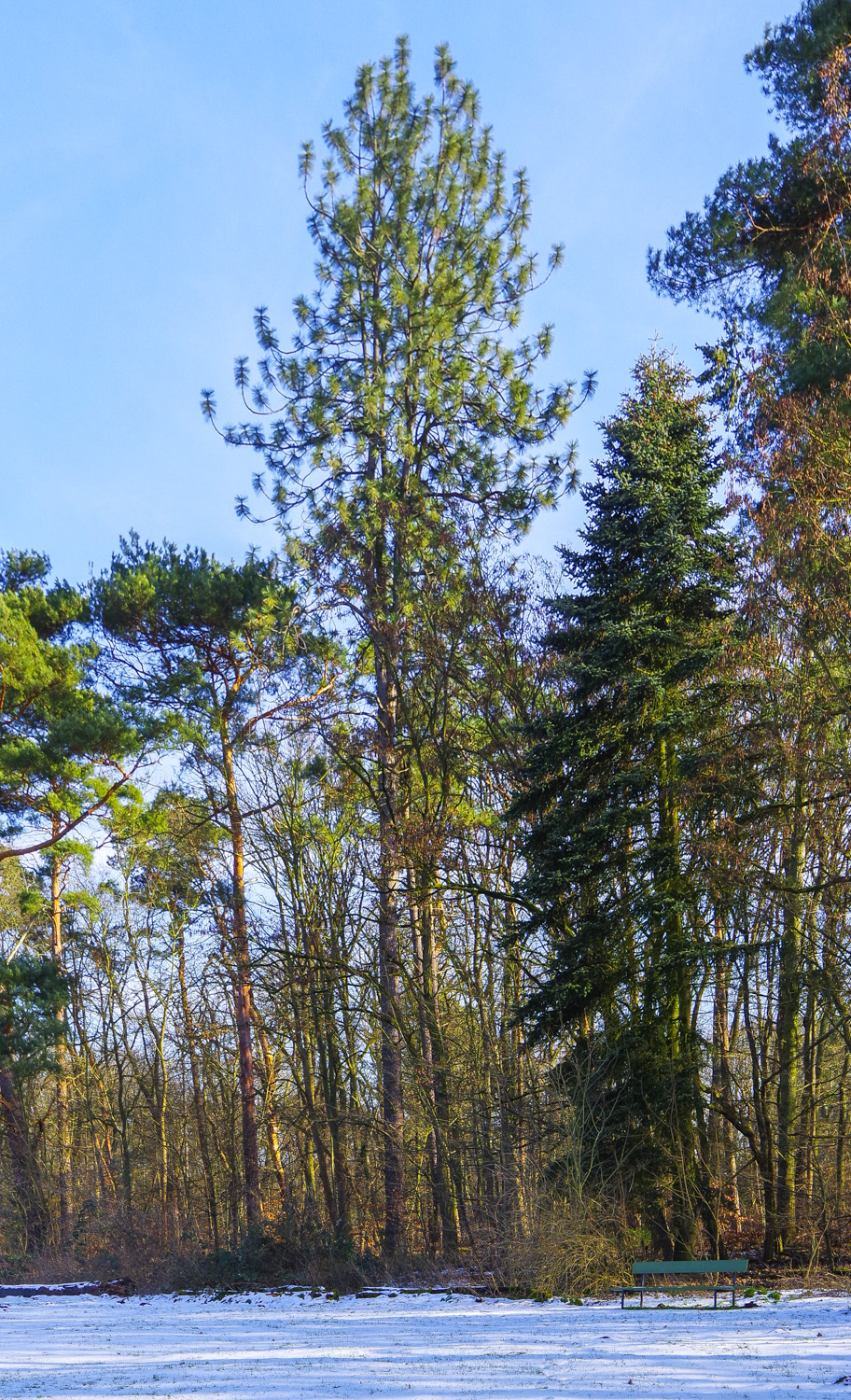 Pinus jeffreyi - Berlin, Pfaueninsel - Febr. 2025