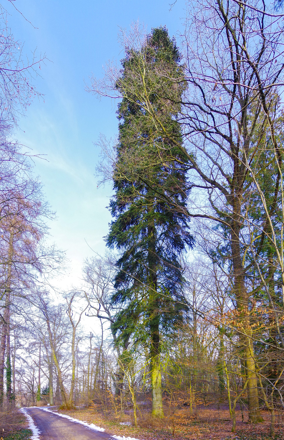 Abies nordmanniana