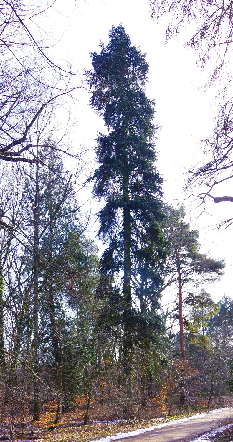 Abies nordmanniana - Berlin, Pfaueninsel - Febr. 2025