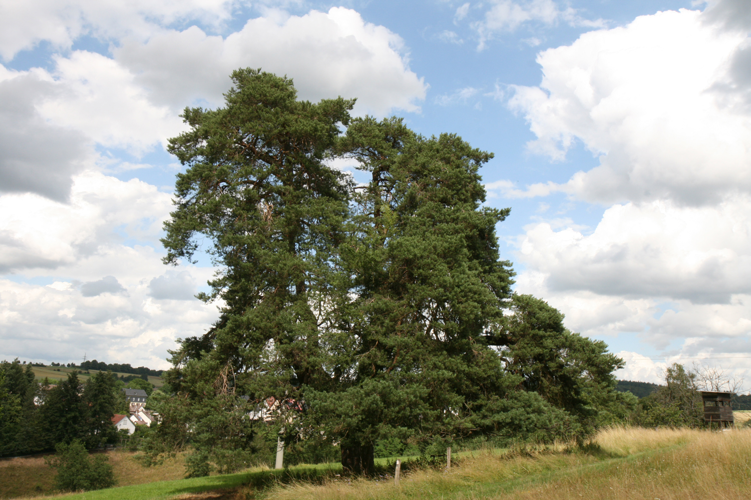 Pinus sylvestris in Kubach - Juli 2021
