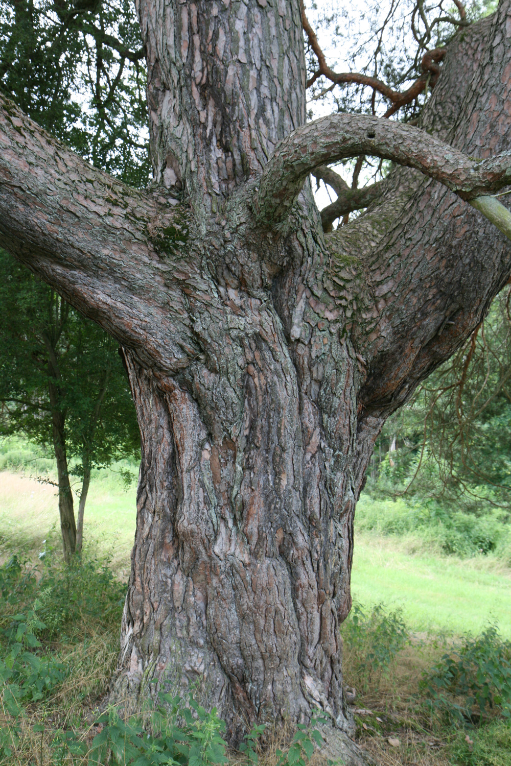 Pinus sylvestris in Kubach - Juli 2021