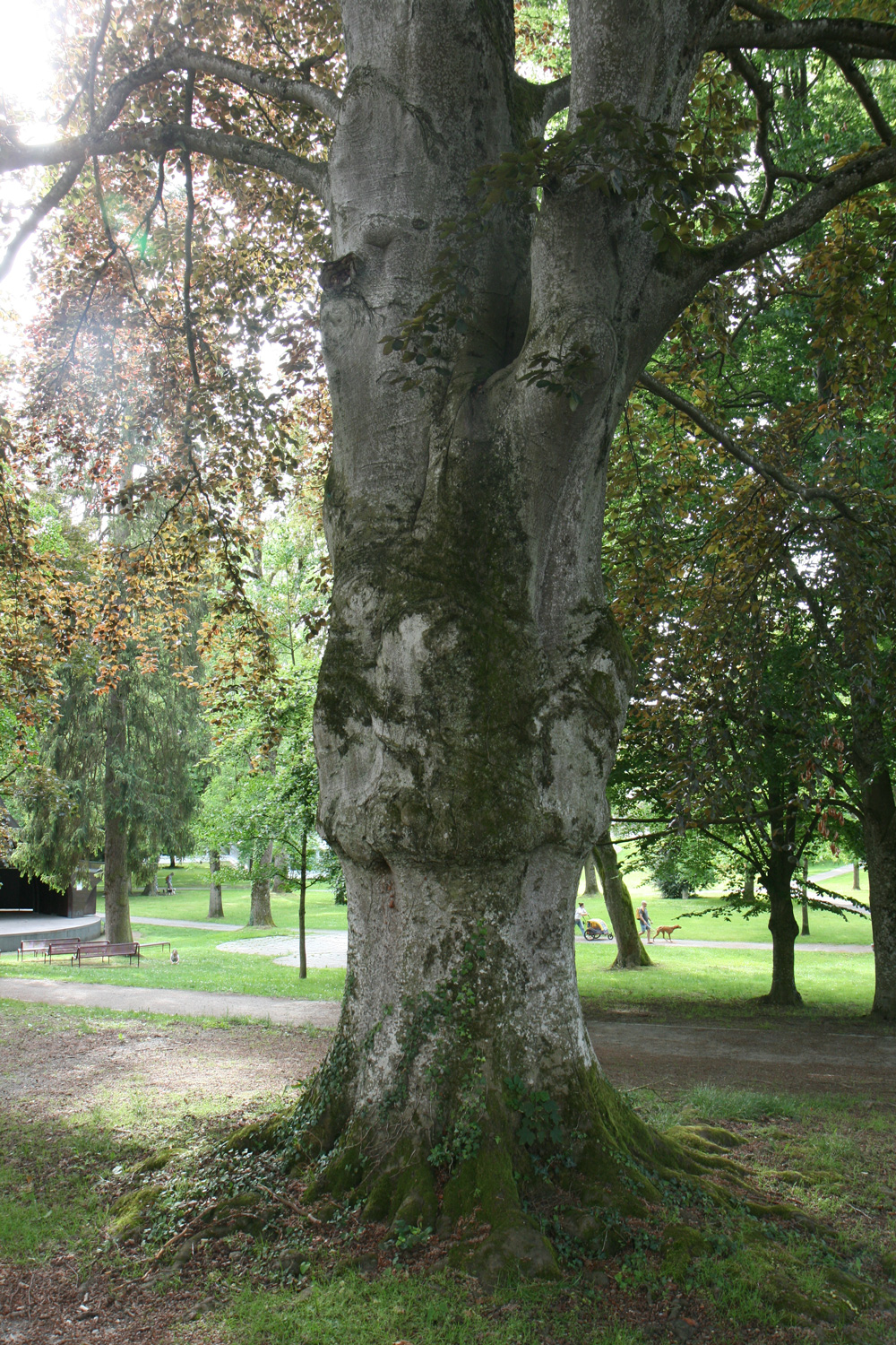 Atropurpurea-Gruppe Fagus sylvatica