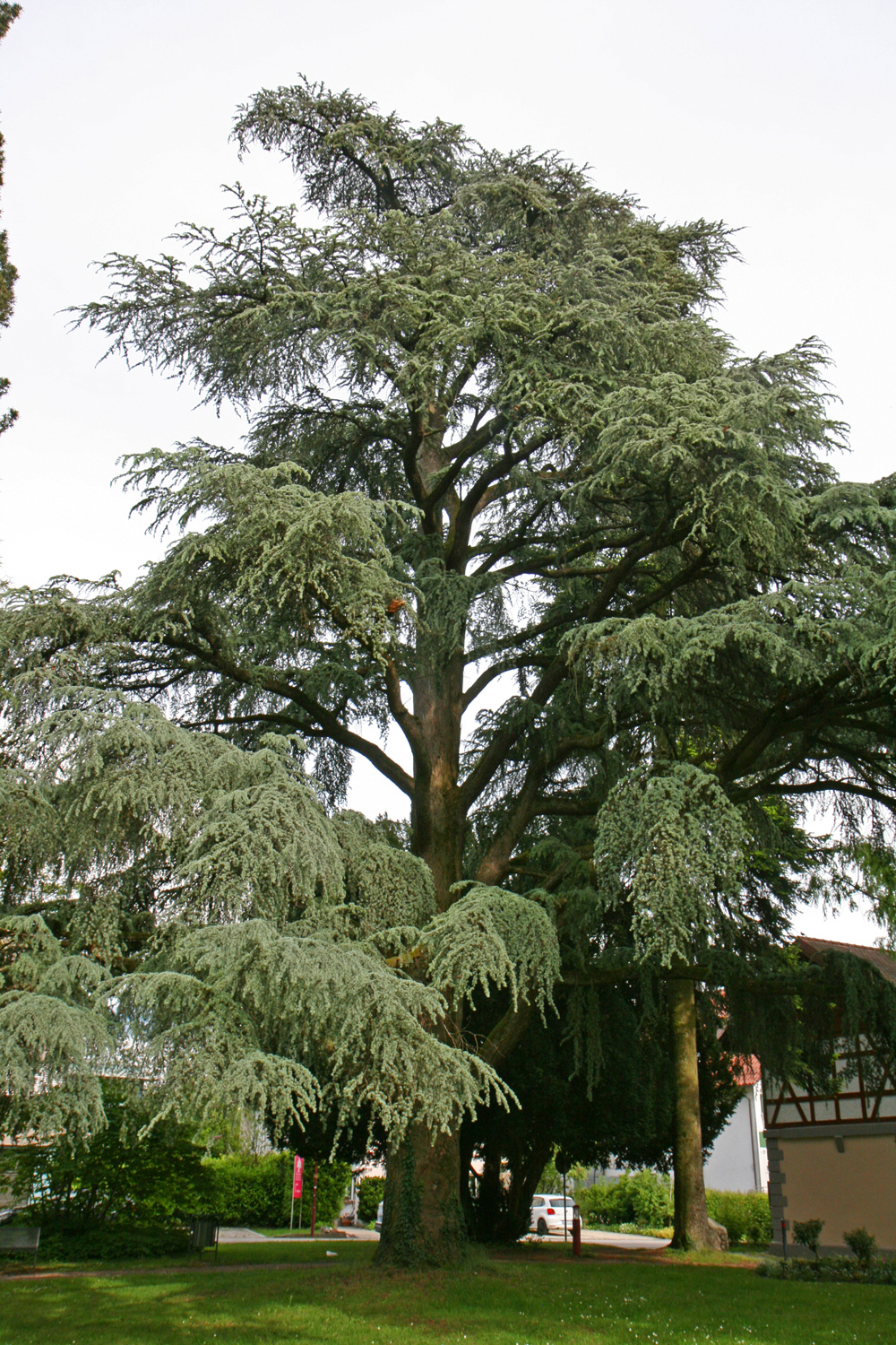'Glauca' atlantica Cedrus