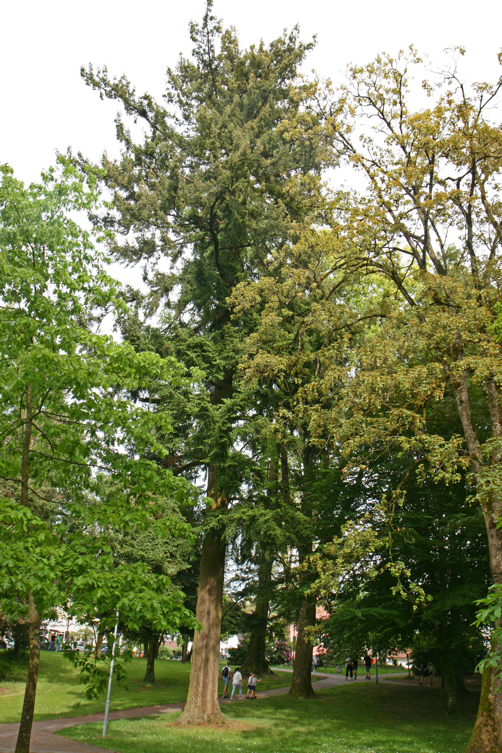 menziesii Pseudotsuga