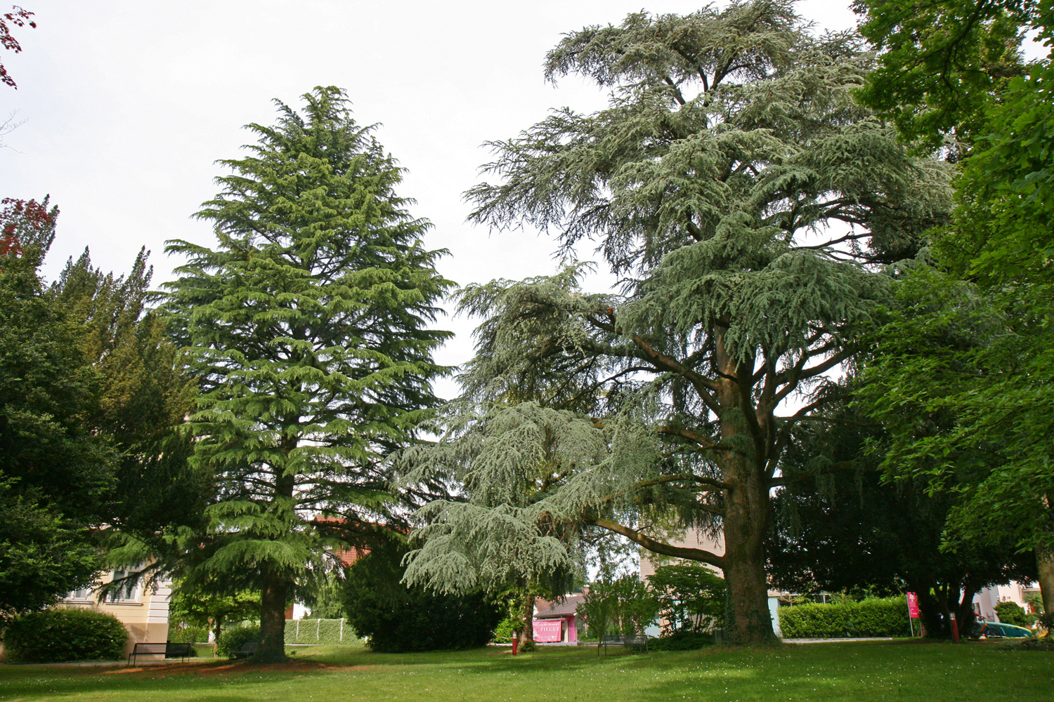 Cedrus deodara