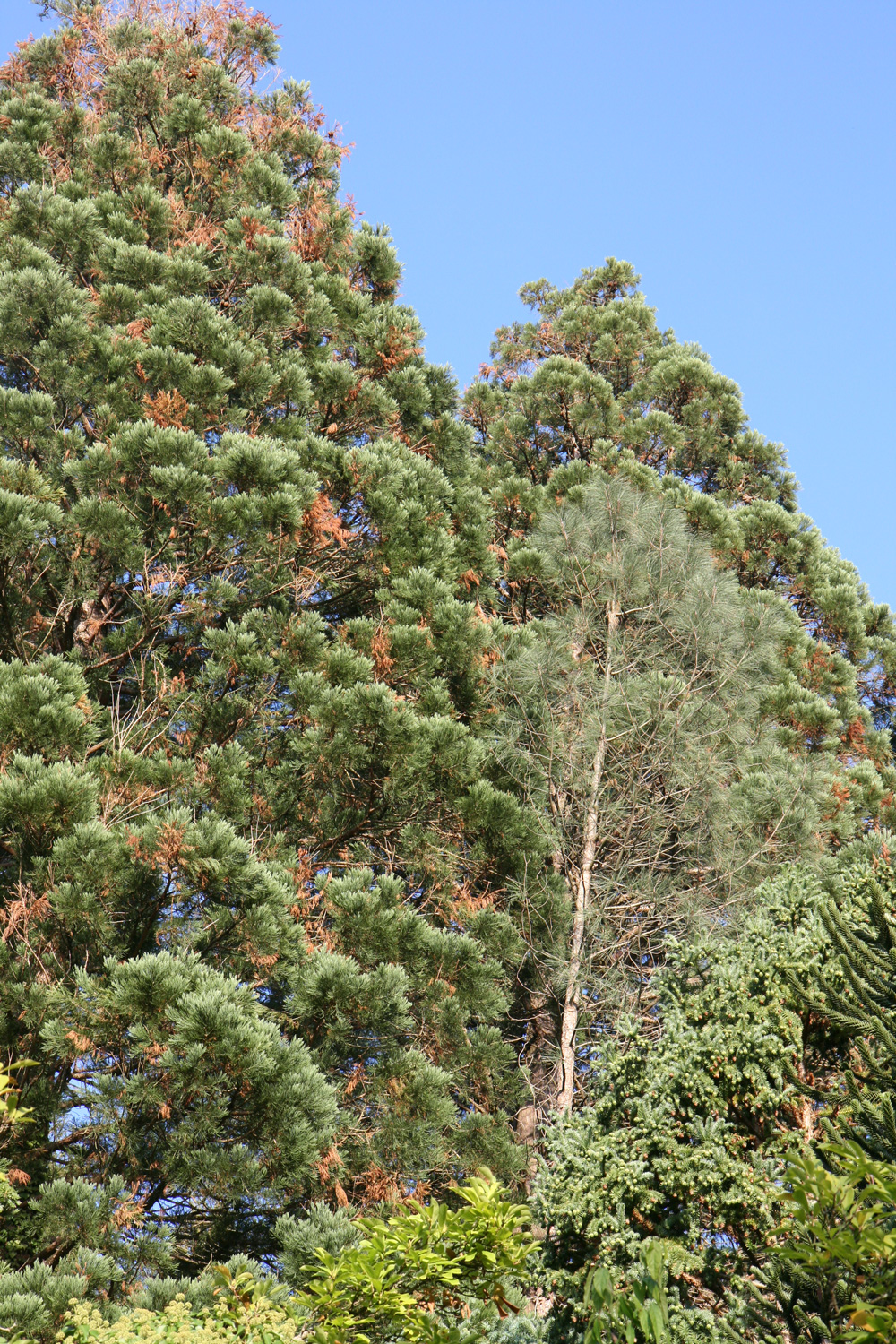 Pinus sabiniana - Baden-Baden - Sept. 2023