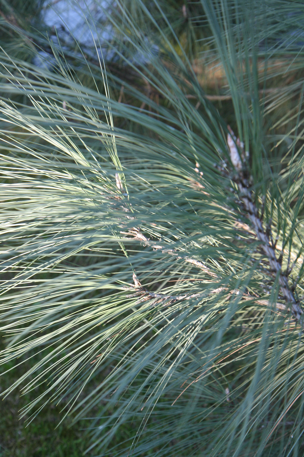 Pinus sabiniana - Baden-Baden - Sept. 2023