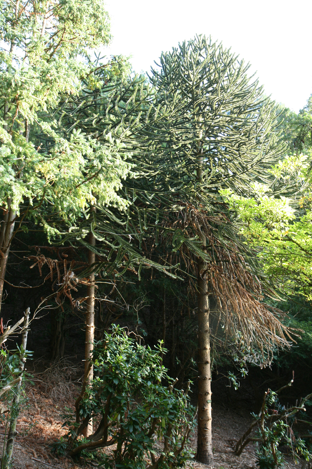 Zwei Araukarien im Arboretum Eberts in Baden-Baden - Sept. 2023