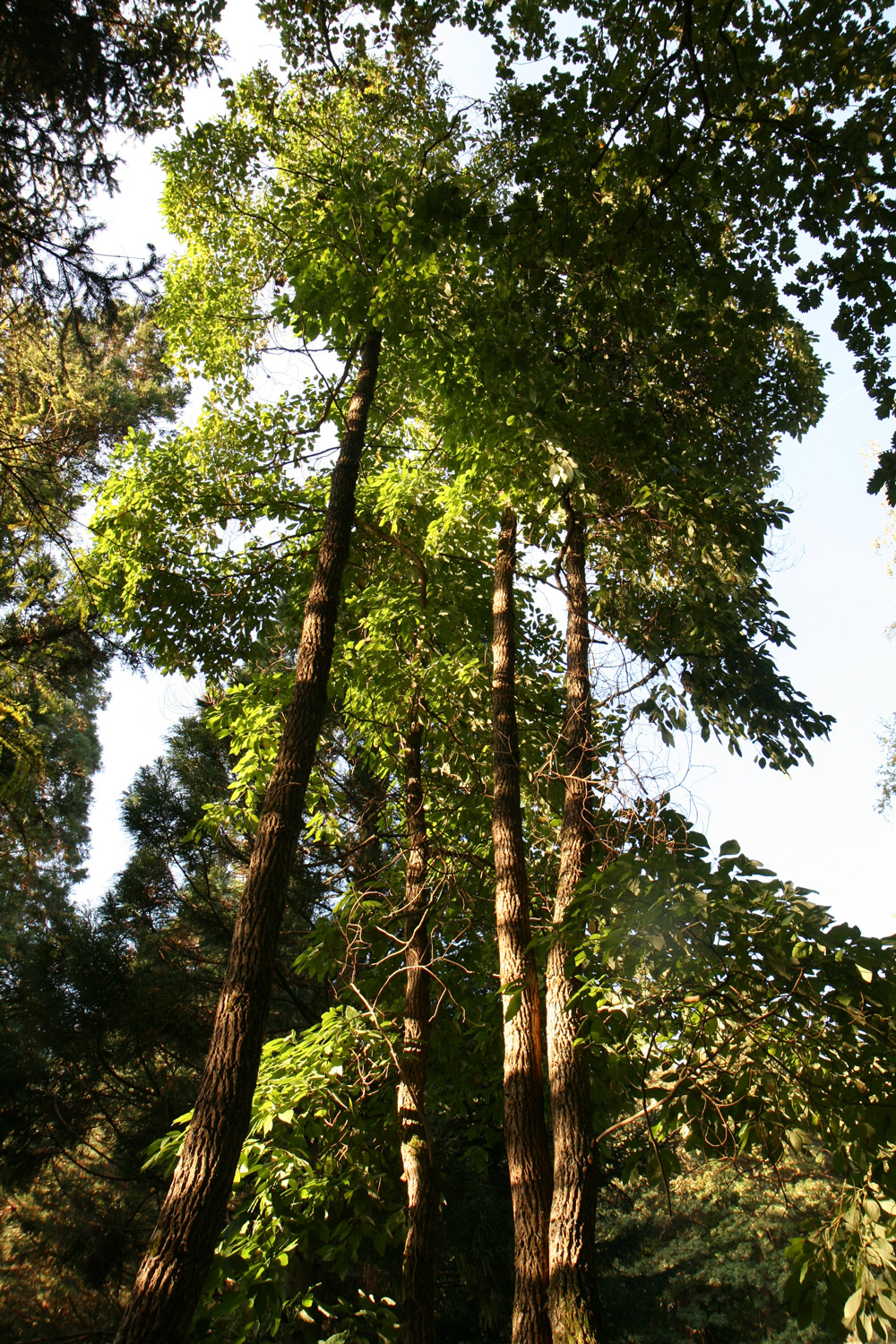 Vier Stämme von Sassafras albidum im Arboretum Eberts in Baden-Baden - Sept. 2023