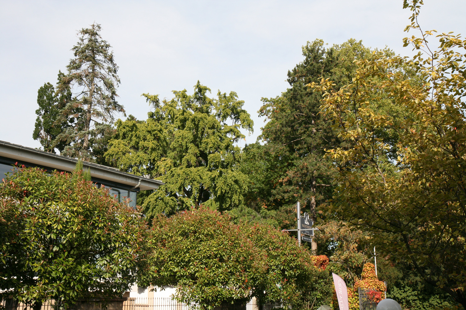 Ginkgo biloba im Englischen Garten des Weinguts Dr. Bürklin-Wolf - Wachenheim a. d. Weinstr. - Sept. 2023