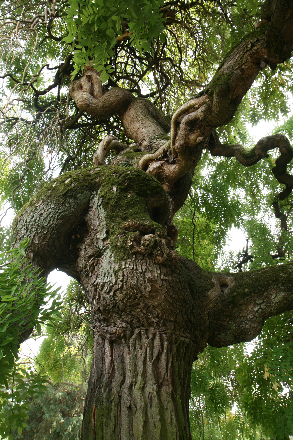 Styphnolobium japonicum 'Pendulum' im Garten des Weinguts der Villa Wolf - Wachenheim a. d. Weinstr. - Sept. 2023
