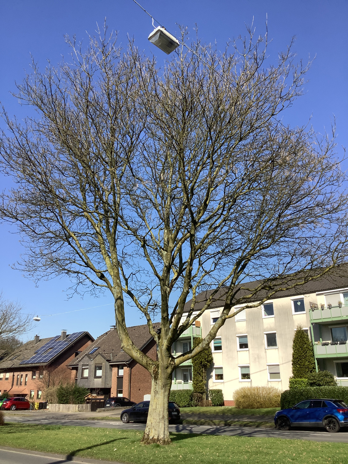 Fraxinus ornus - Bottrop-Fuhlenbrock - 2025