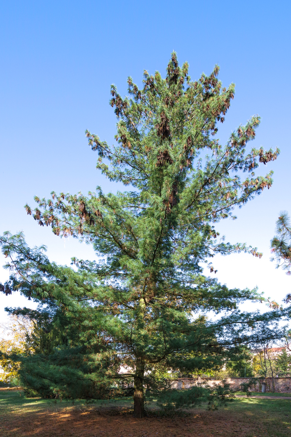 Pinus wallichiana