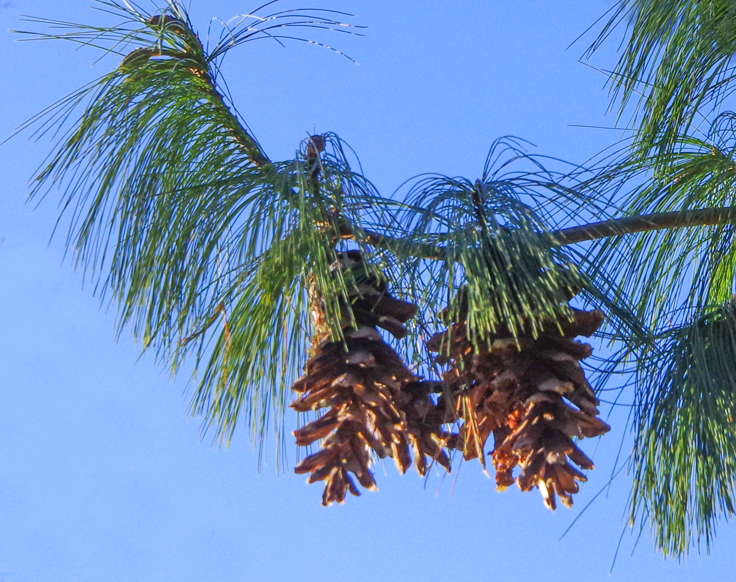 Pinus wallichiana - Potsdam - März 2025