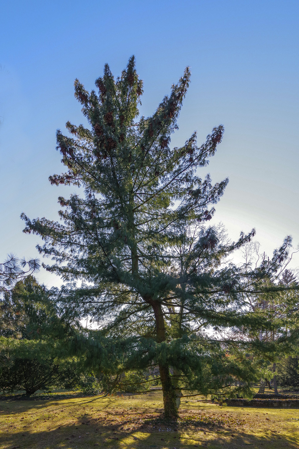 Pinus wallichiana - Potsdam - März 2025