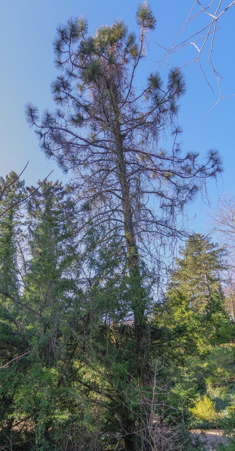 'Pendula' Pinus ponderosa