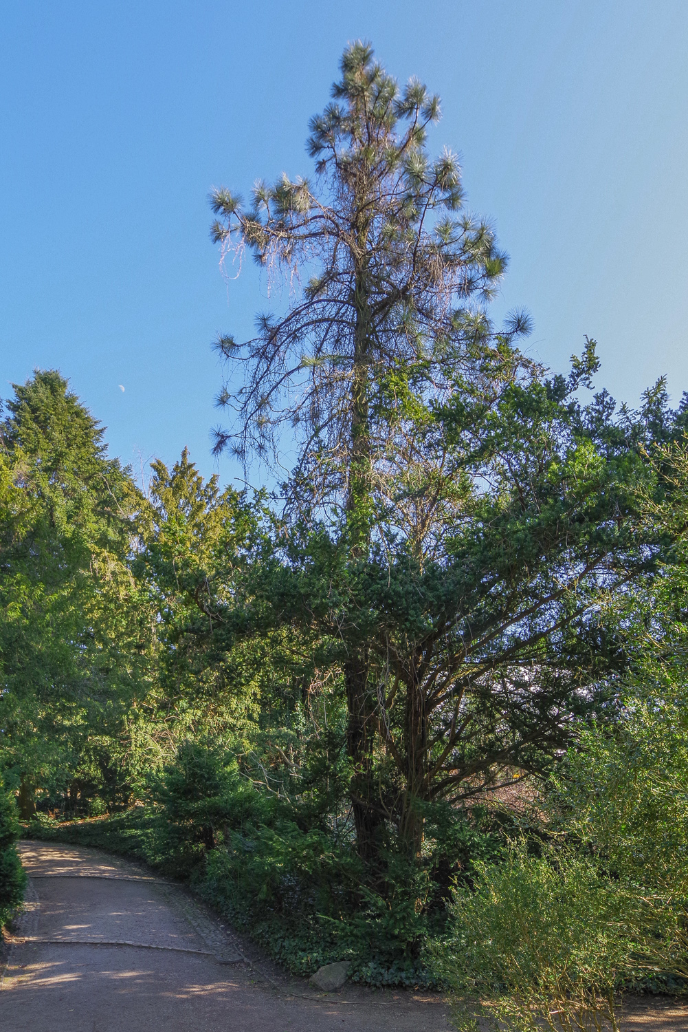 Pinus ponderosa 'Pendula' - Potsdam - März 2025