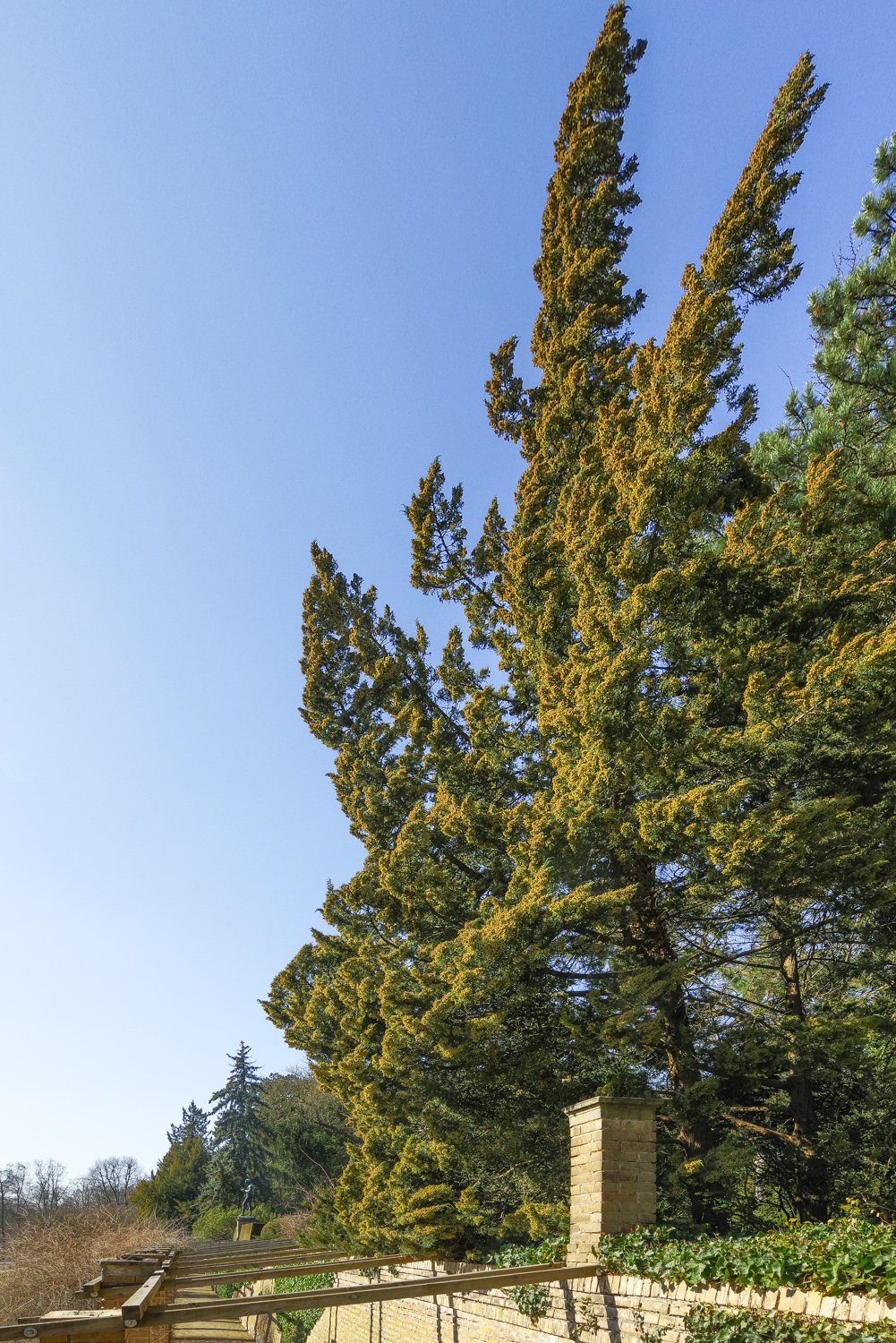 chinensis Juniperus var. chinensis