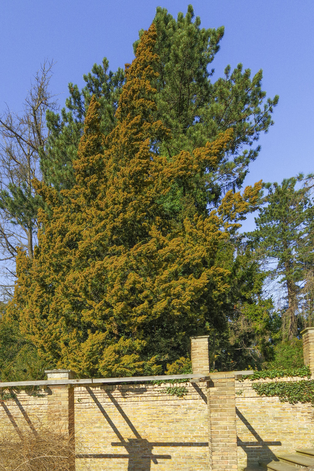 Juniperus chinensis var. chinensis - Potsdam - März 2025