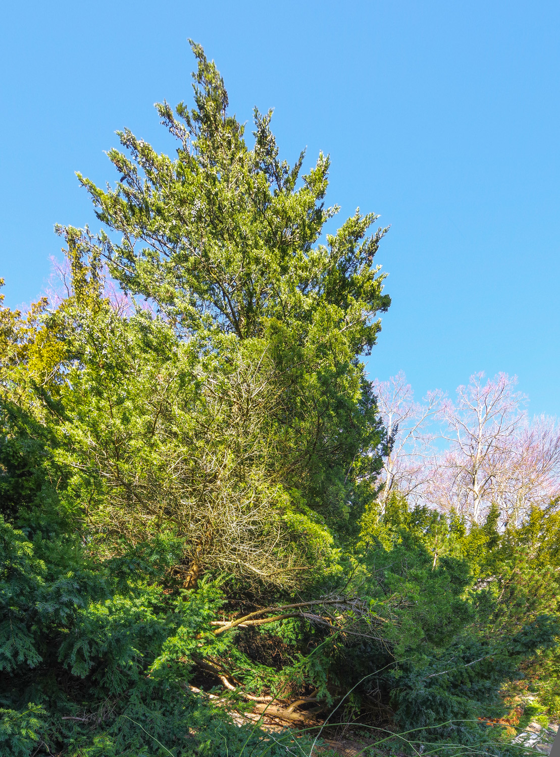 'Suecica' communis Juniperus