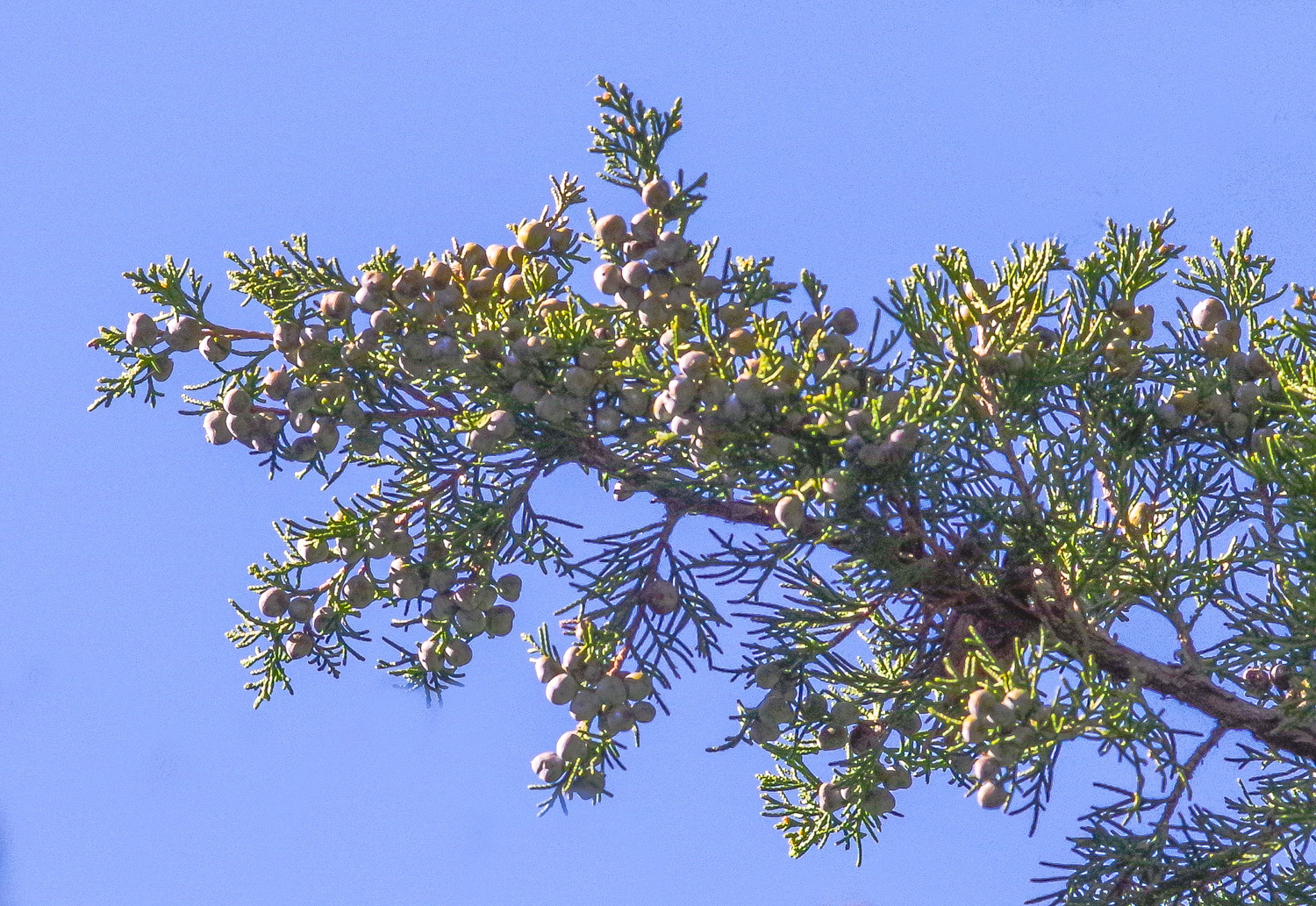 Juniperus communis 'Suecica' - Potsdam - März 2025