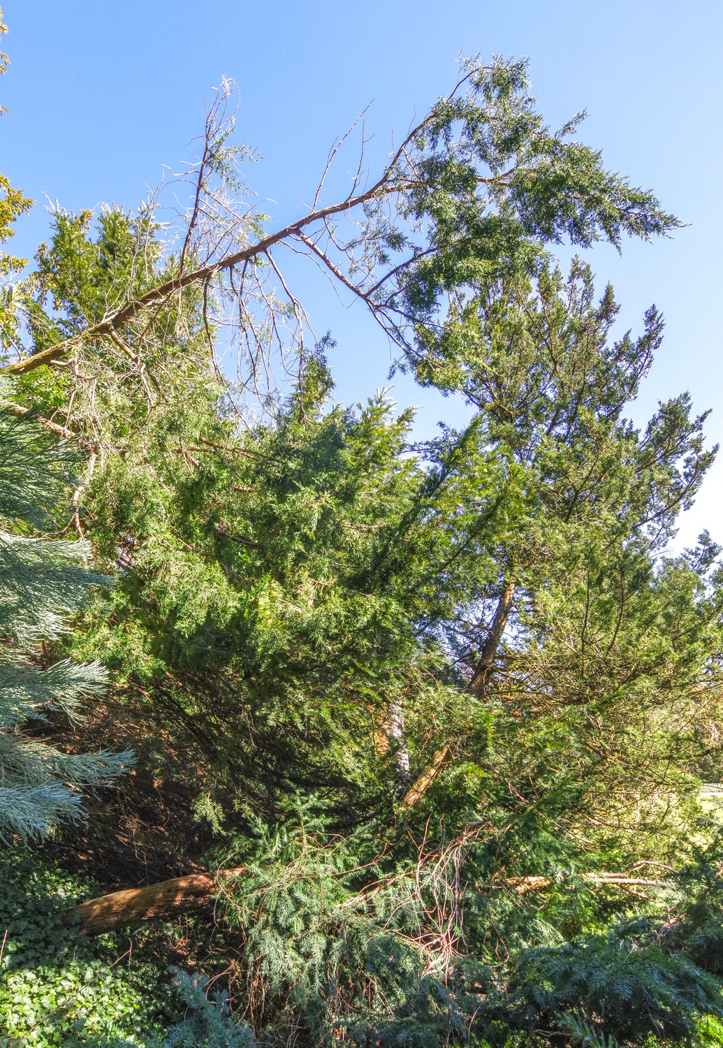 Juniperus communis 'Suecica' - Potsdam - März 2025