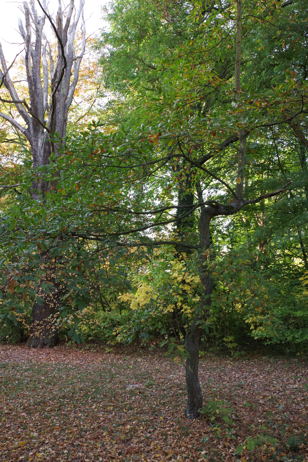 mongolica Quercus