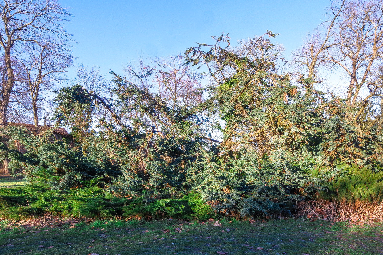 'Meyeri' Juniperus squamata