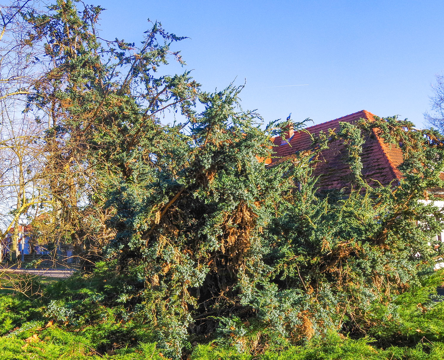 Juniperus squamata 'Meyeri' - Potsdam - März 2025