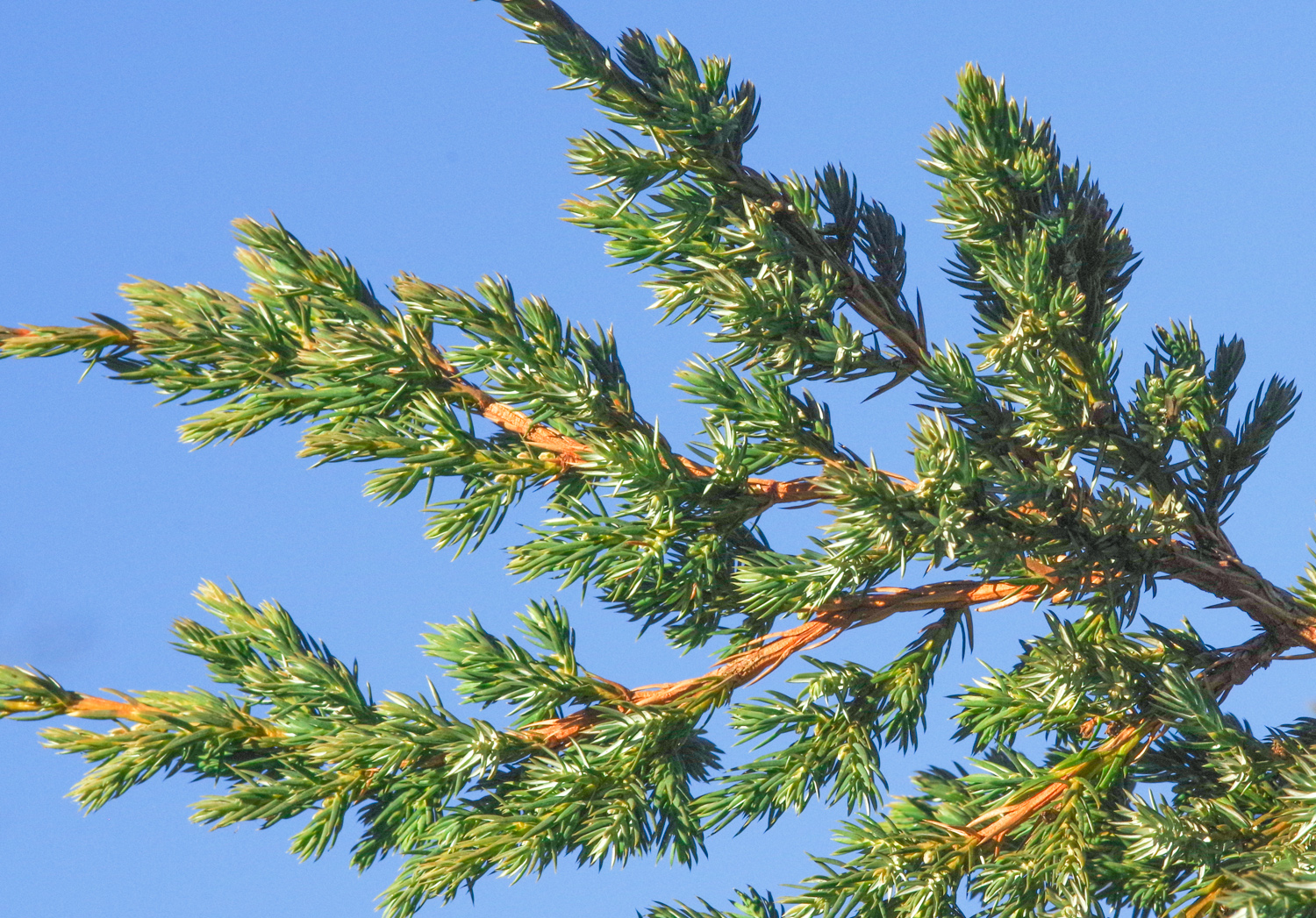 Juniperus squamata 'Meyeri' - Potsdam - März 2025