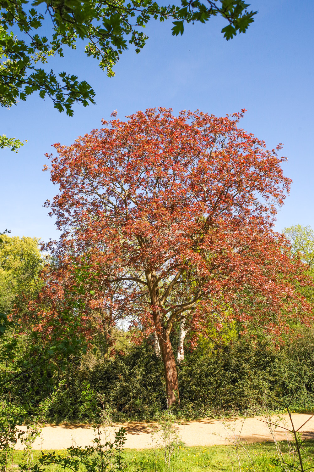 'Schwedleri' Acer platanoides