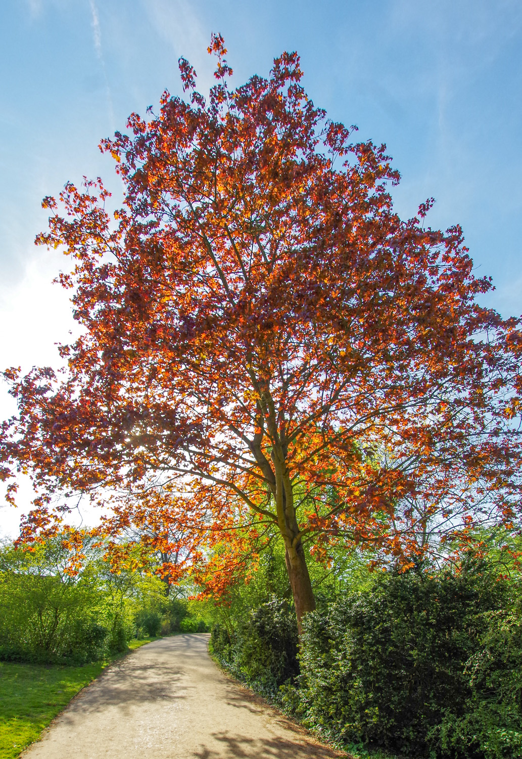 Acer platanoides 'Schwedleri' - Potsdam - Juli 2012