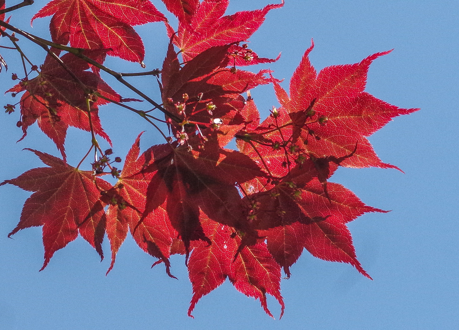 Acer platanoides 'Schwedleri' - Potsdam - Juli 2012