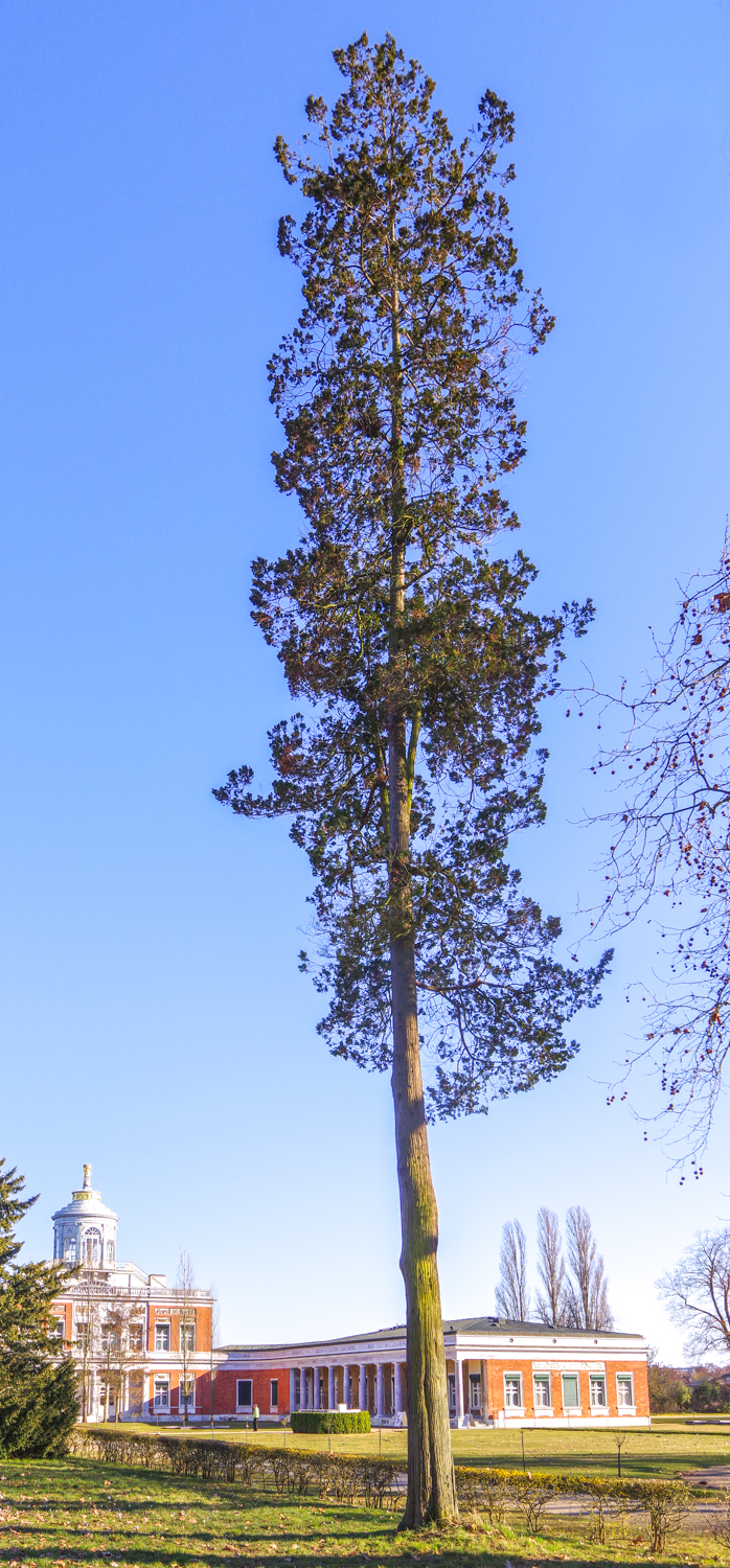 Chamaecyparis pisifera