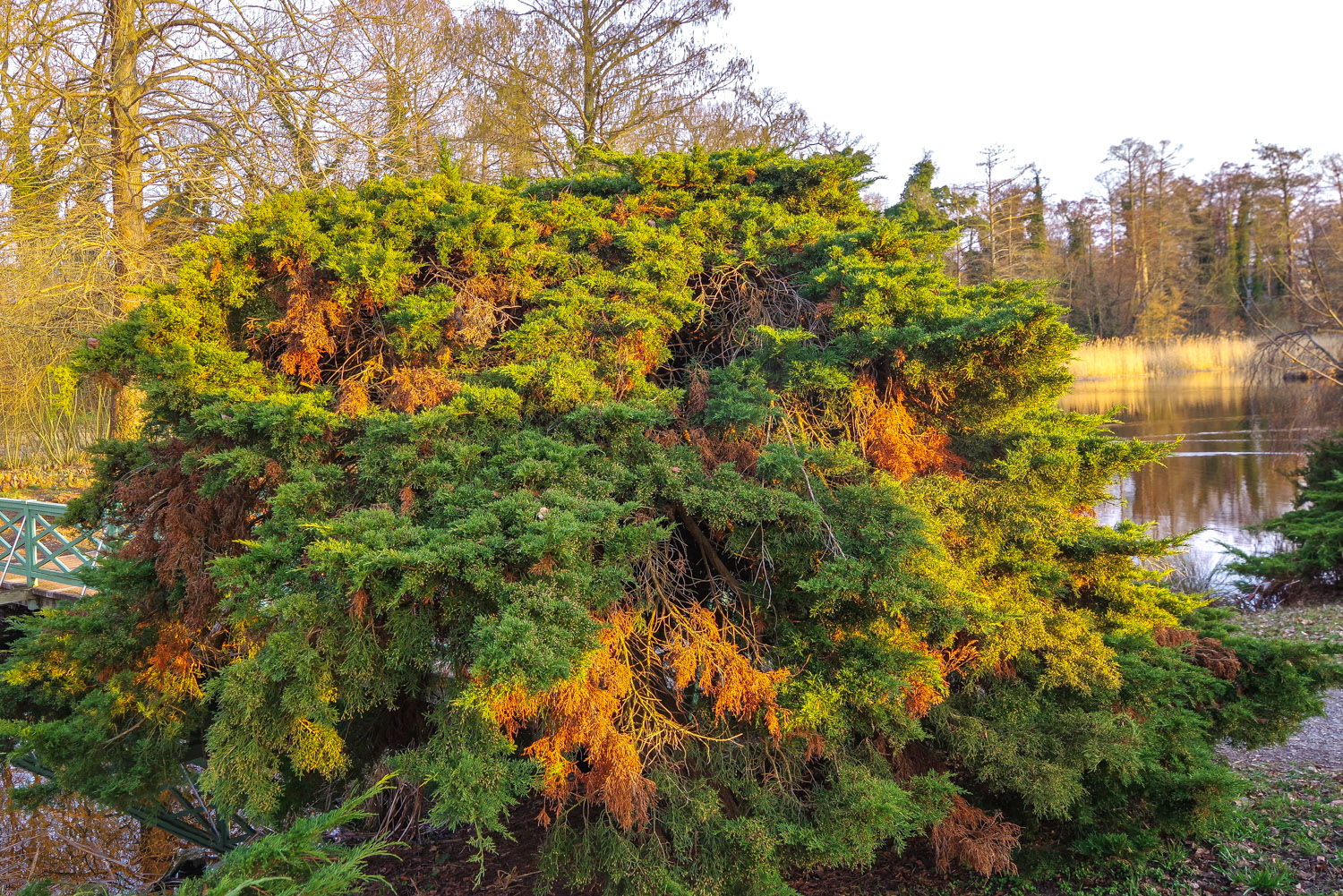 'Wilhelm Pfitzer' × pfitzeriana Juniperus