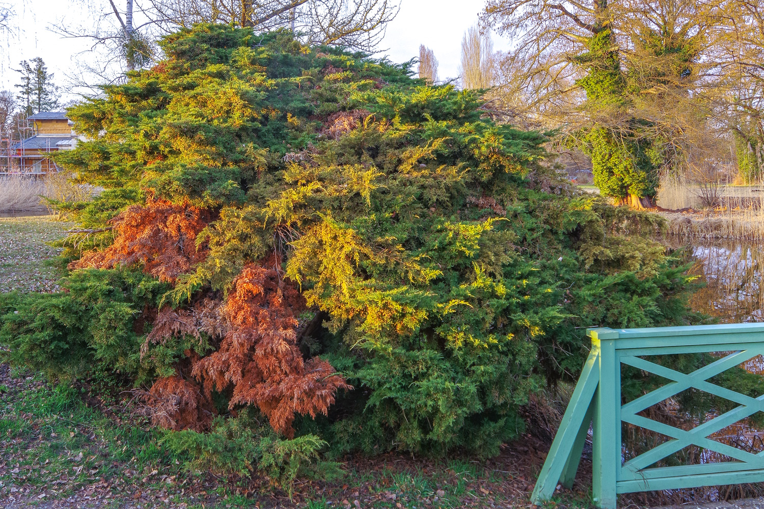 Juniperus × pfitzeriana 'Wilhelm Pfitzer' - Potsdam - März 2025
