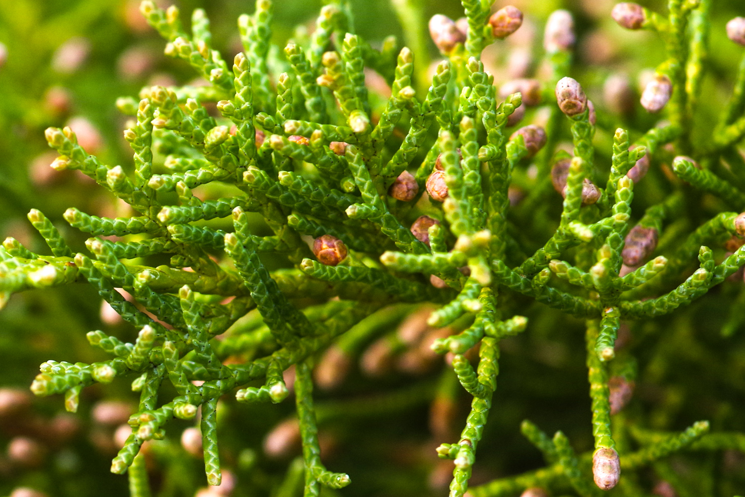 Juniperus × pfitzeriana 'Wilhelm Pfitzer' - Potsdam - März 2025