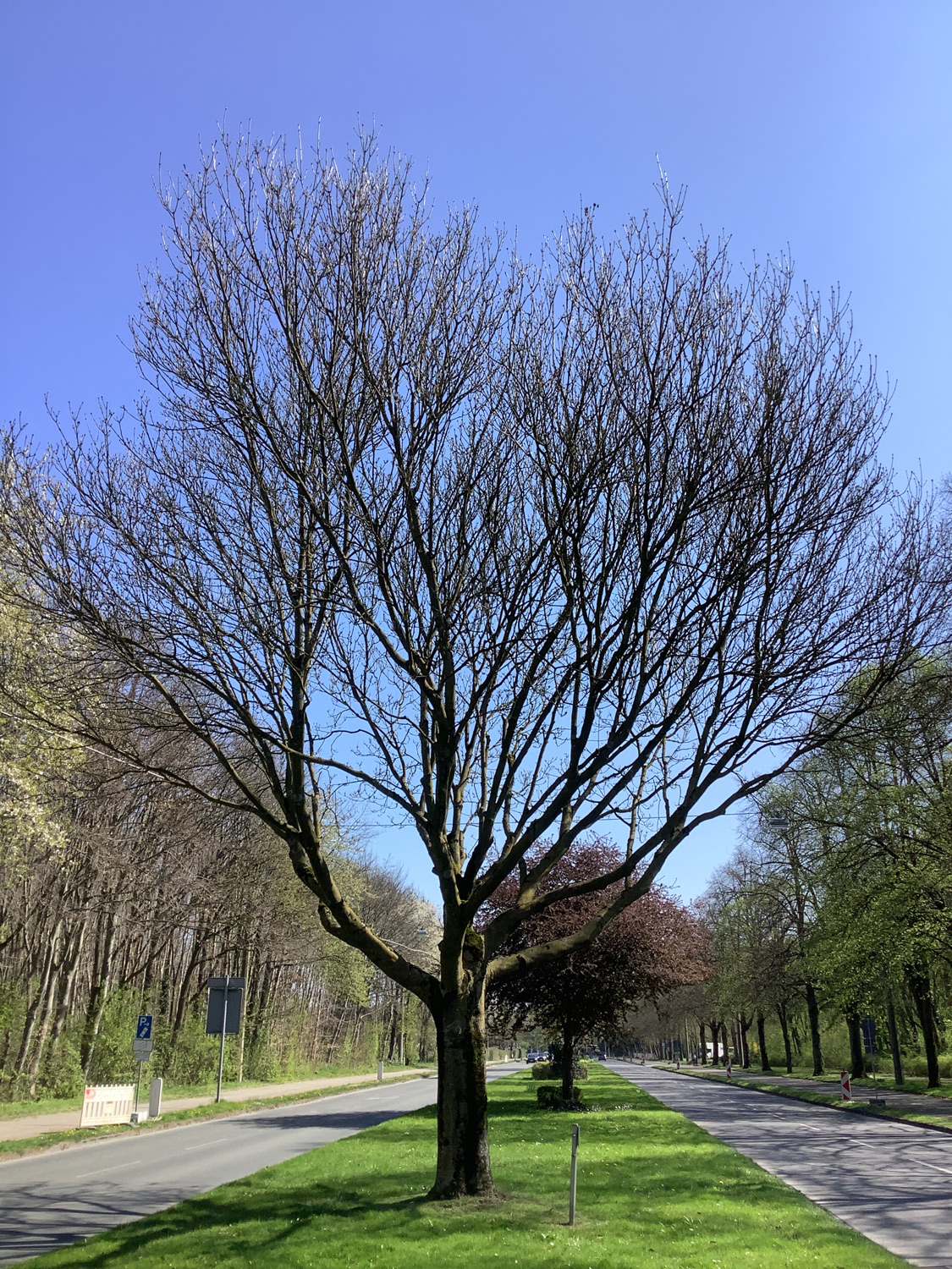 Fraxinus ornus - Bottrop - April 2025