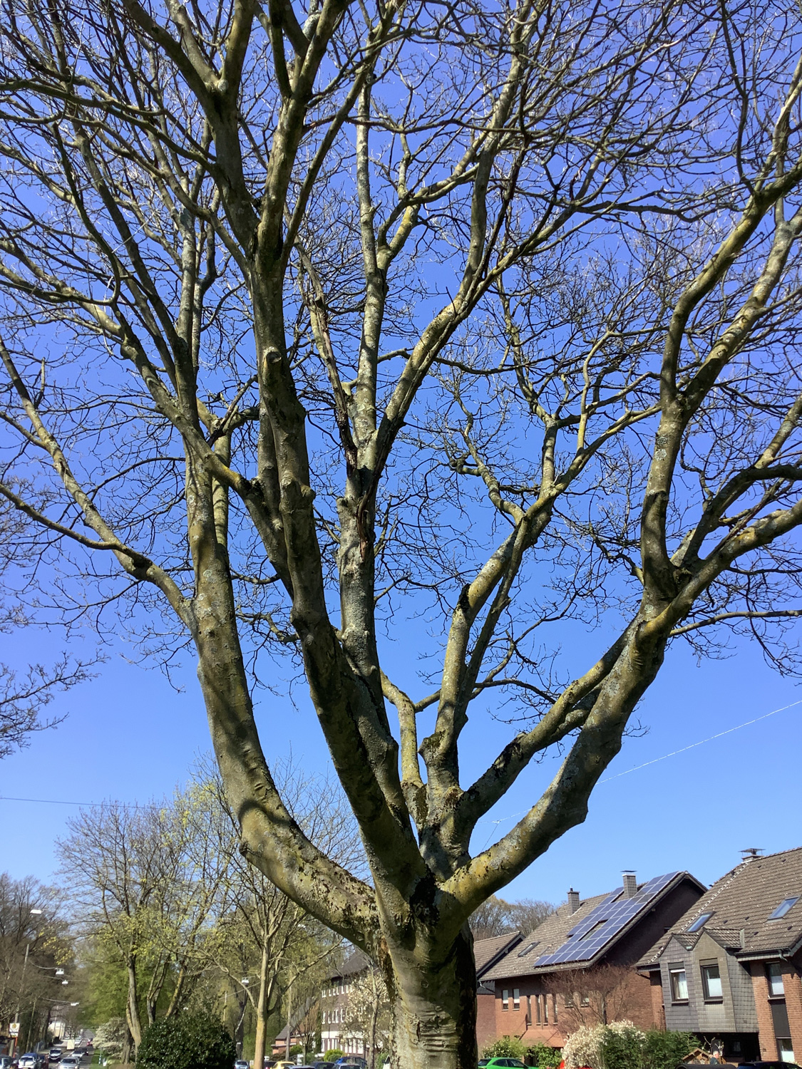 Fraxinus ornus - Bottrop - April 2025