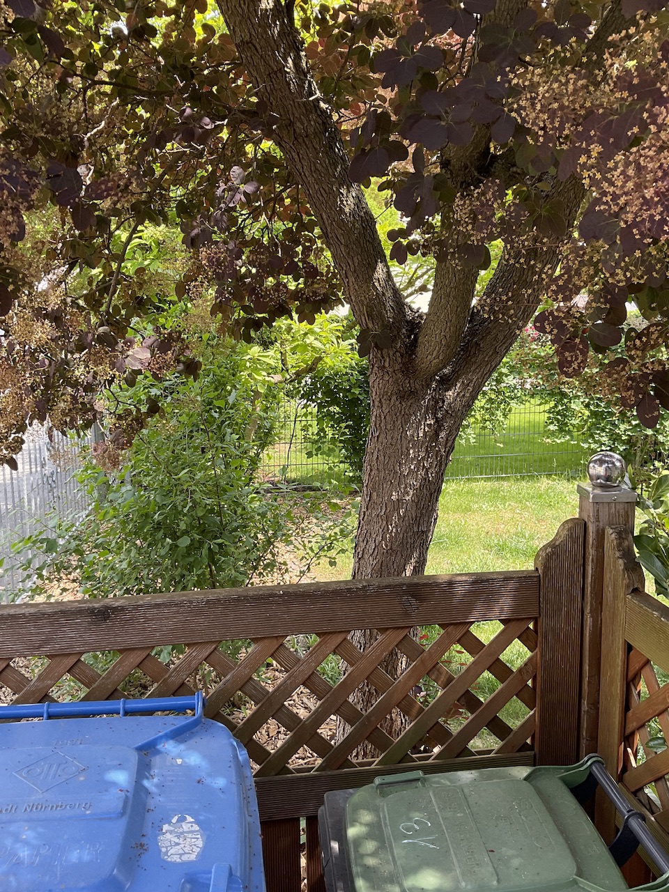 Königs-Perückenstrauch - Nürnberg-Eibach - Mai 2024