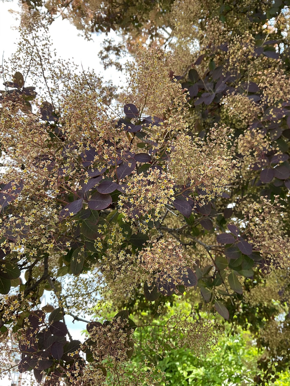 Königs-Perückenstrauch - Nürnberg-Eibach - Blüte im Mai 2024