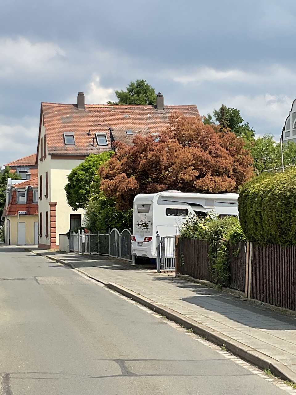 Königs-Perückenstrauch - Nürnberg-Eibach - Mai 2024