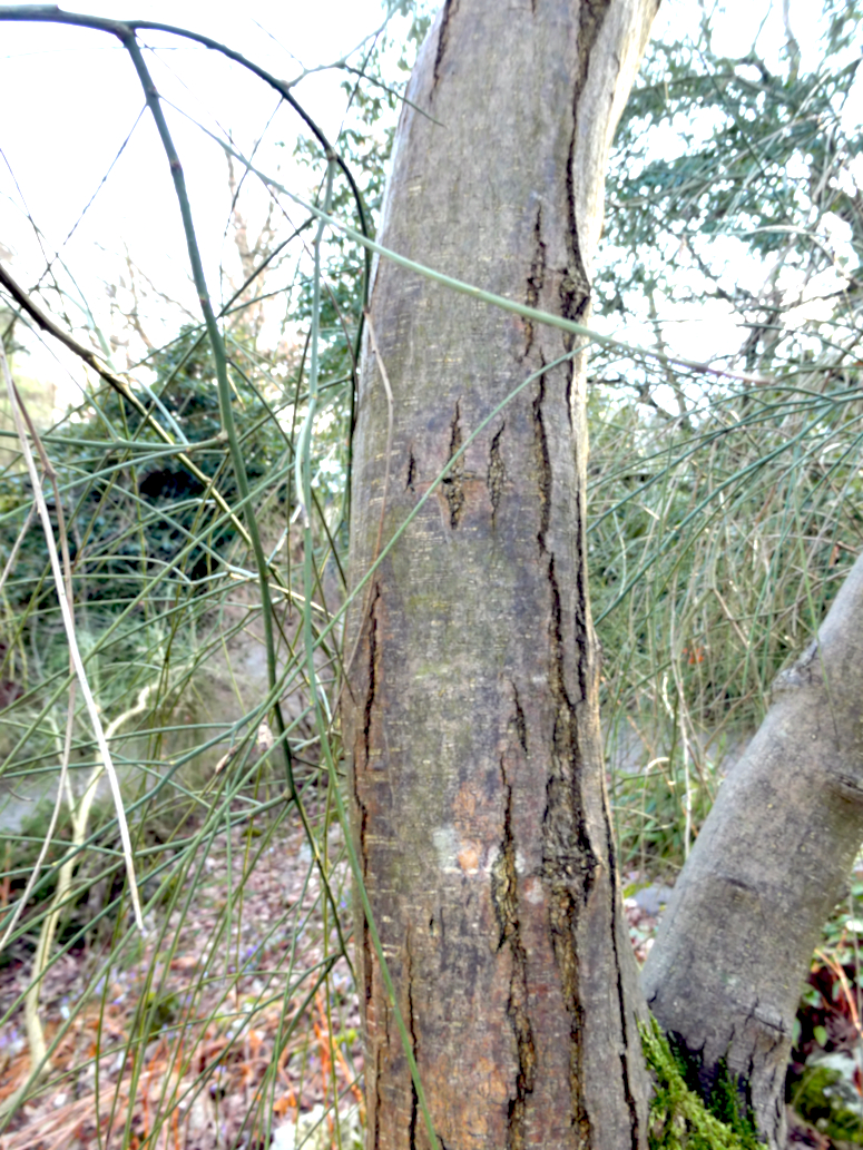Ätna-Ginster - Palmengarten Frankfurt am Main - März 2025