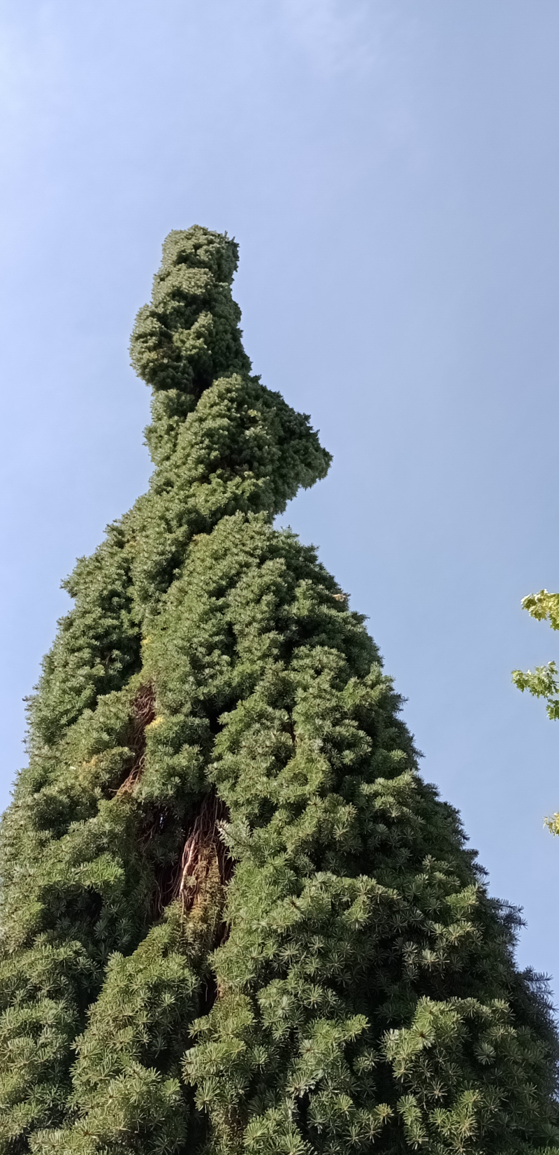 Picea omorika 'Pendula' - Nürnberg-Kettelersiedlung - Okt. 2024