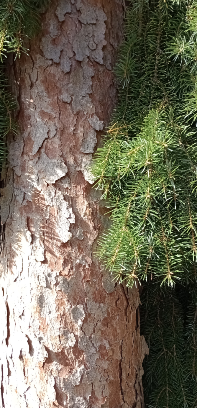 Picea omorika 'Pendula' - Nürnberg-Kettelersiedlung - Okt. 2024