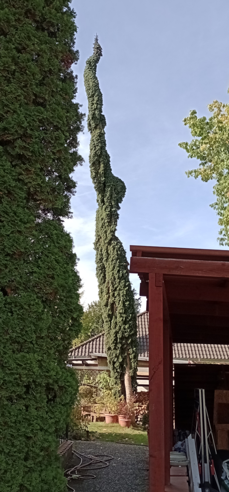 Picea omorika 'Pendula' - Nürnberg-Kettelersiedlung - Okt. 2024